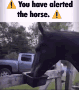 alert