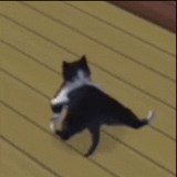 breakdance-cat-жоский-флекс