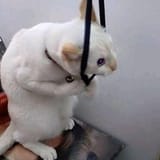 cat suicide_1