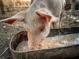 pig