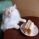 cat with sandwich