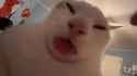 1716090915012982_thumb.jpg