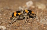 dasymutilla-pulchra-velvet-ant-two-column.jpg.thumb.480.480