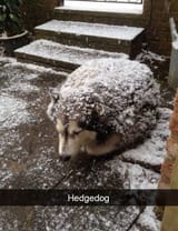 hedgehog