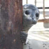 Seal peek