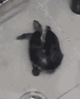 dancingturtle