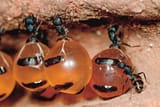 SW-011524-HoneyFromAnts-PO1