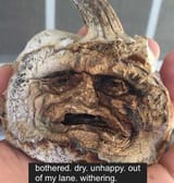 withering
