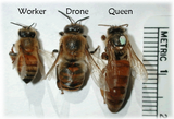 bee size comparison
