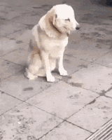 sleepydog