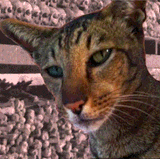 pete