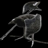 birb