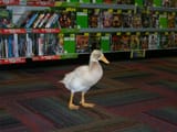 duckstop