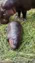 pork sleeping_thumb.jpg