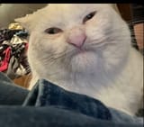 1738251609478809