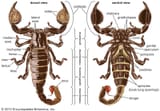 dorsal-views-scorpion
