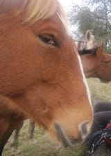 horse