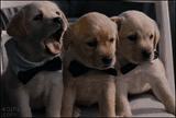 puppies-yawning-contageously-cute