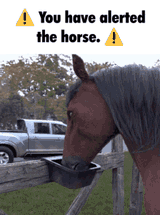 horse-alert