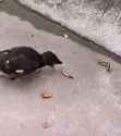 zoomer bird_thumb.jpg