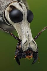 fungus weevil