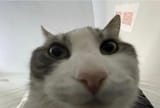 1738873454752772