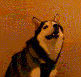 huskey