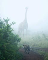 Boss Giraffe