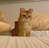 minecraft cat