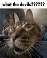 cat055