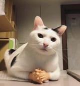 cat033