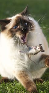 cat037