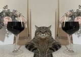 Kot need 2 glasses to get through this