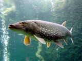 Esox_lucius_ZOO_1
