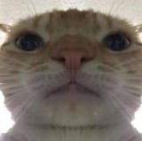 1743266066310836