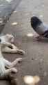 Pigeon Cat_thumb.jpg