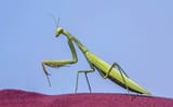 1200px-European_praying_mantis_%28Mantis_religiosa%29_green_female_Dobruja