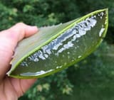 aloevera