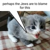 Kitten calling (((them))) out