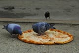 pidgeon pizza