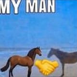 hello horse