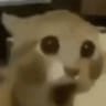 pog
