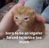 idgafer
