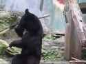 kung fu bear_thumb.jpg