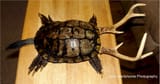 swamp-turtle2