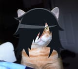 gato