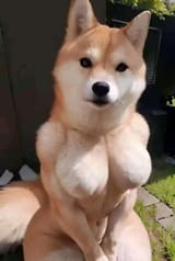 doge wife