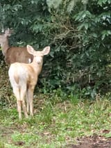 blondedeer