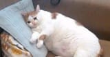 crying cat