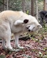 wolf wave